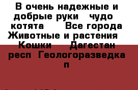 В очень надежные и добрые руки - чудо - котята!!! - Все города Животные и растения » Кошки   . Дагестан респ.,Геологоразведка п.